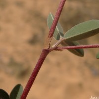 Aphyllodium biarticulatum (L.) Gagnep.